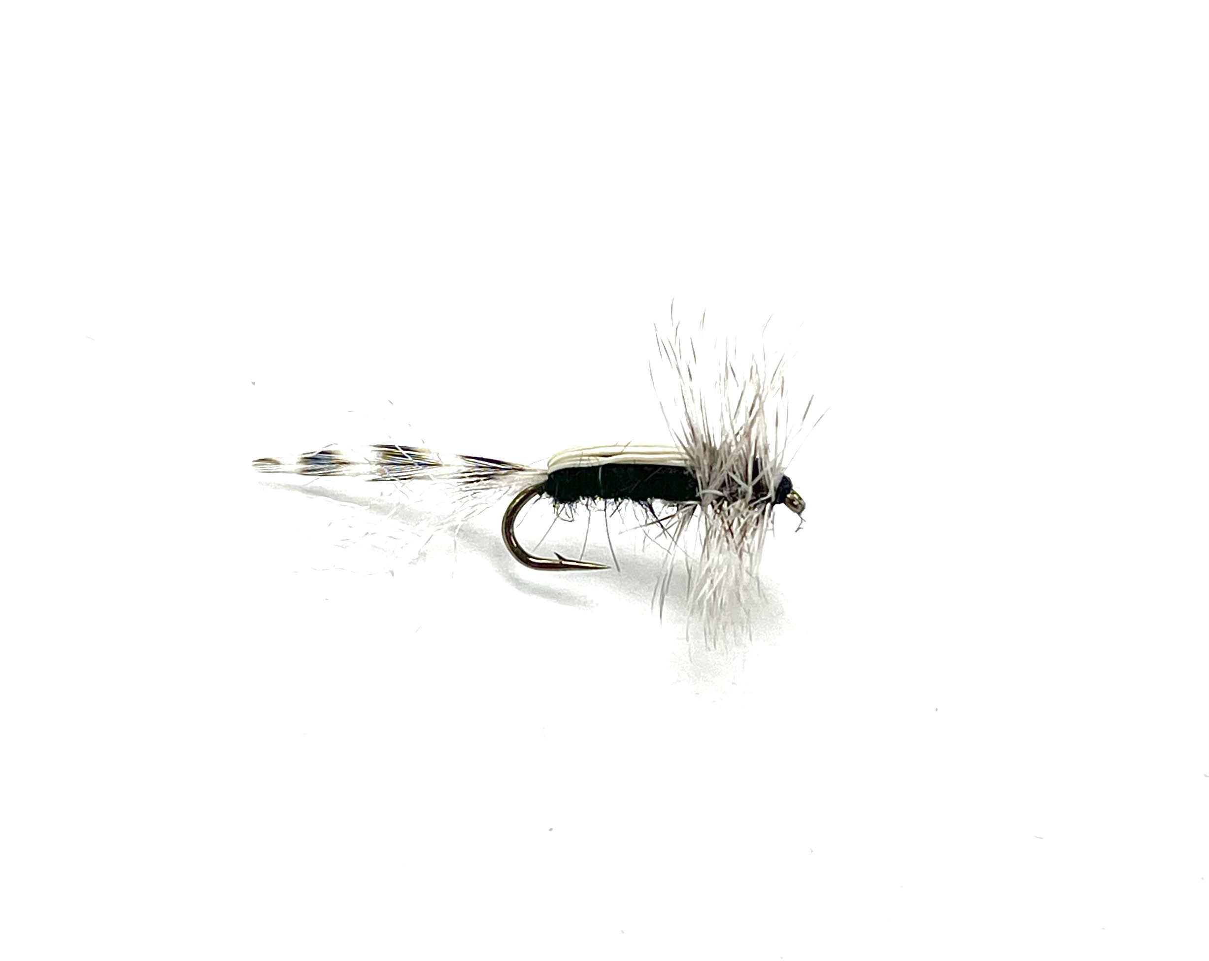 Adult Chironomid